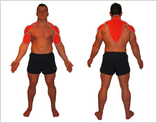 Upright Row Muscles Used